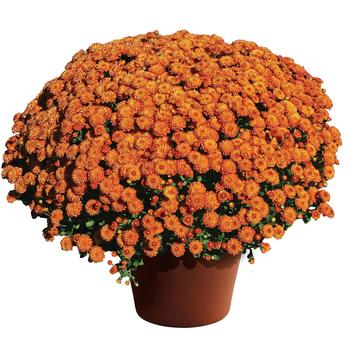Chrysanthemum grandiflorum 'Gigi™ Orange' 