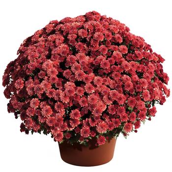 Chrysanthemum x morifolium 'Cheryl™ Jolly Red'