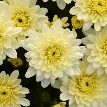 Chrysanthemum x morifolium 'Avalon Créme White'