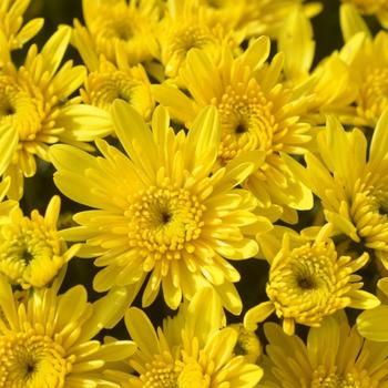 Chrysanthemum x morifolium 'Avalon Sunny Yellow'