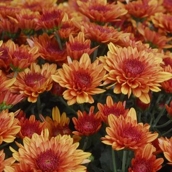 Chrysanthemum x morifolium 'Avalon Orange' 