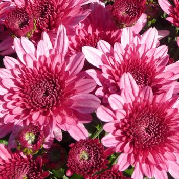 Chrysanthemum x morifolium 'Avalon Pink' 