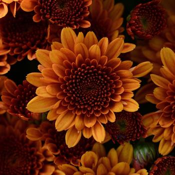 Chrysanthemum x morifolium 'Copper Coin Bronze'