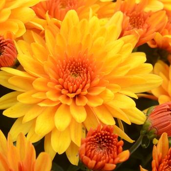 Chrysanthemum grandiflorum 'Fireglow Bronze'