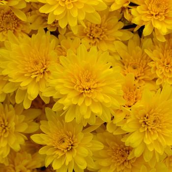 Chrysanthemum x morifolium 'Gold Riot Yellow' 