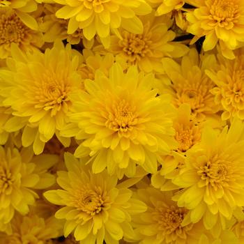 Chrysanthemum x morifolium 'Gold Riot Yellow'