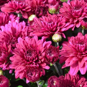 Chrysanthemum x morifolium 'Plumberry Purple' 