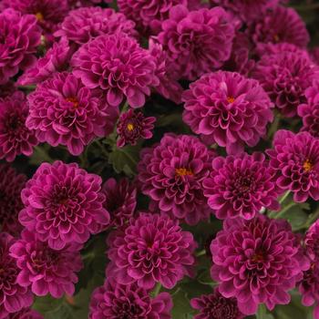 Chrysanthemum x morifolium 'Skyfall Purple' 