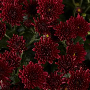 Chrysanthemum x morifolium 'Skyfall Red' 