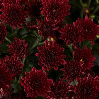 Chrysanthemum x morifolium 'Skyfall Red'