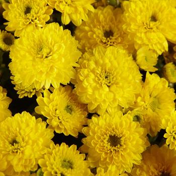 Chrysanthemum x morifolium 'Skyfall Yellow'