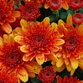 Chrysanthemum x morifolium 'Autumn Glow Bronze'