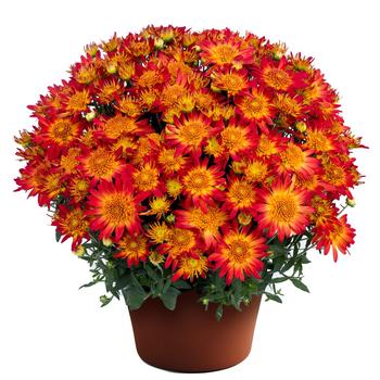 Chrysanthemum x morifolium 'Autumn Sunset™'