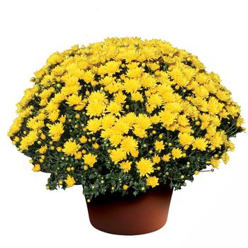 Chrysanthemum x morifolium 'Brittany™ Yellow'