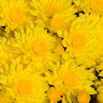 Chrysanthemum x morifolium 'Honeyblush Yellow' 