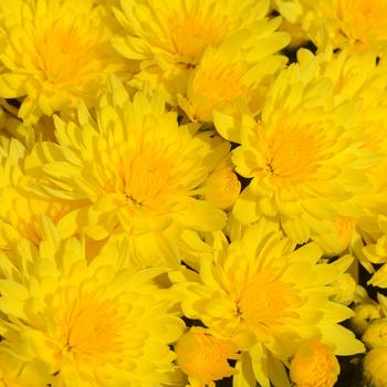 Chrysanthemum x morifolium 'Honeyblush Yellow'