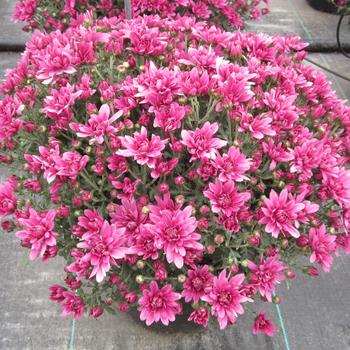 Chrysanthemum x morifolium Belgian Mums® 'Magnus Violet'