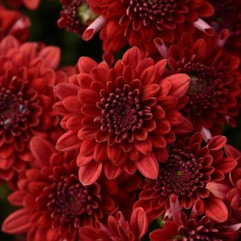 Chrysanthemum x morifolium 'Majesty Red'