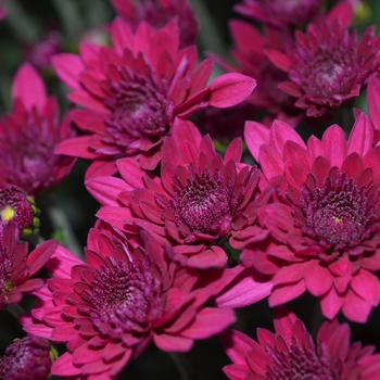 Chrysanthemum x morifolium 'Majesty Purple'