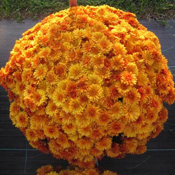 Chrysanthemum x morifolium 'Mika Orange' 