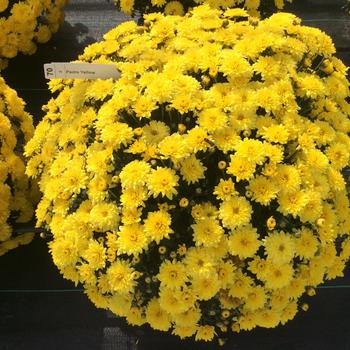 Chrysanthemum x morifolium 'Padre Yellow' 