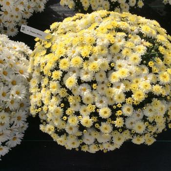Chrysanthemum x morifolium 'Padre White' 