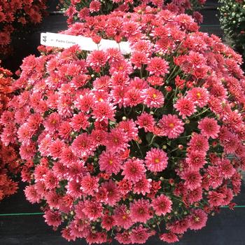 Chrysanthemum x morifolium Belgian® 'Padre Cerise'