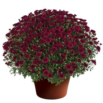 Chrysanthemum x morifolium 'Patty Purple' 