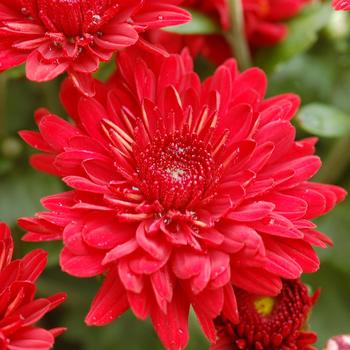 Chrysanthemum x morifolium 'Radiant Red' 