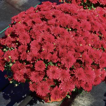 Chrysanthemum x morifolium 'Red Hots' 