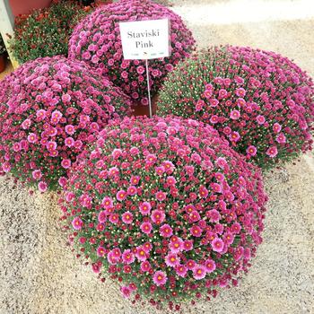 Chrysanthemum x morifolium 'Staviski Pink'