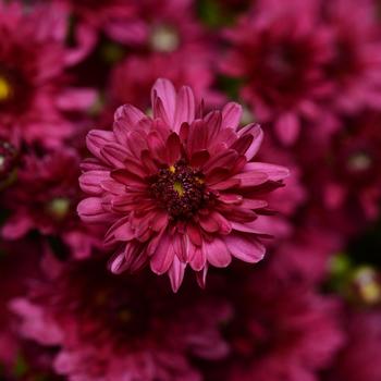 Chrysanthemum x morifolium 'Stellar Purple' 