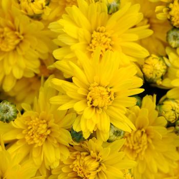 Chrysanthemum x morifolium 'Stellar Yellow'