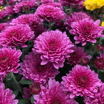 Chrysanthemum grandiflorum 'Paradiso Pink' 