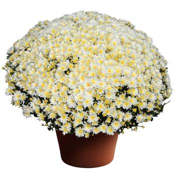 Chrysanthemum x morifolium 'Bertha™ White' 