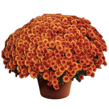 Chrysanthemum x morifolium 'Beverly™ Bronze' 