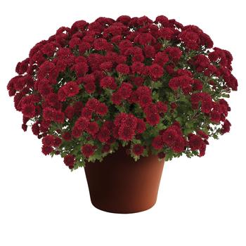 Chrysanthemum x morifolium 'Brandi™ Burgundy' 