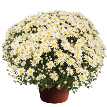 Chrysanthemum x morifolium 'Edith™ White'