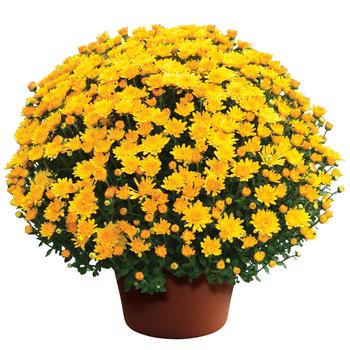 Chrysanthemum x morifolium 'Electra™ Amber Imp'