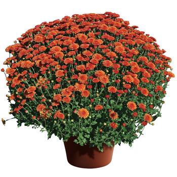 Chrysanthemum x morifolium 'Hailey™ Orange' 
