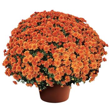 Chrysanthemum x morifolium 'Makenna™ Orange' 