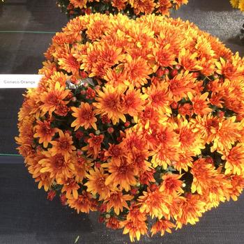 Chrysanthemum x morifolium 'Conaco Orange'