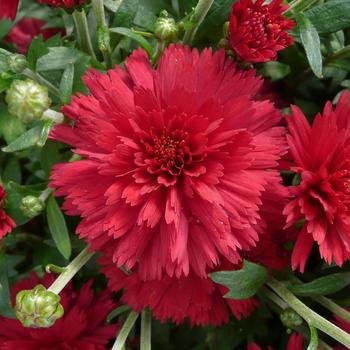 Chrysanthemum grandiflorum 'Flamingo Cranberry Red'