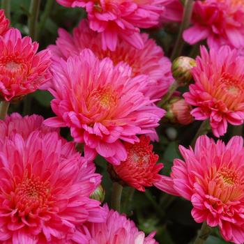 Chrysanthemum x morifolium 'Flamingo Neon Pink' 