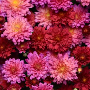 Chrysanthemum grandiflorum 'Flamingo Pink'