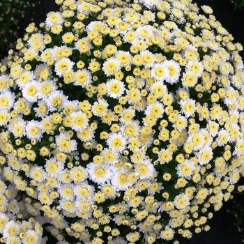 Chrysanthemum 'Mabel White'