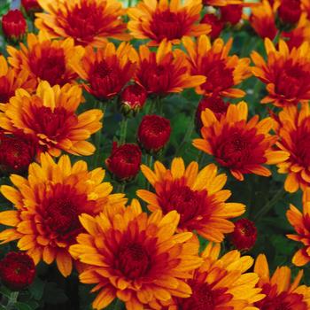 Chrysanthemum x morifolium 'Sunset Orange' 