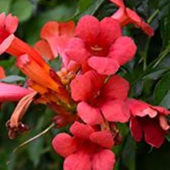 Campsis radicans 'Minnesota Red' 