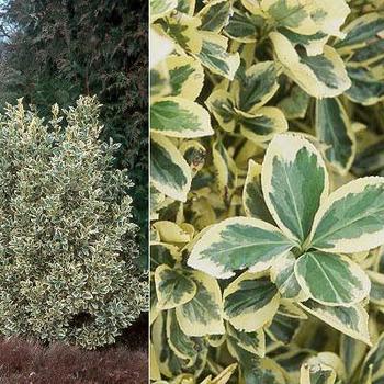 Euonymus japonica 'Silver Queen' 