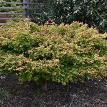 Acer palmatum 'Kashima-Yatsubusa' 